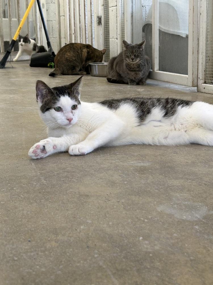 Enlarge Garrett, a Adoptable mixed breed in Ontario, CA image 4/4