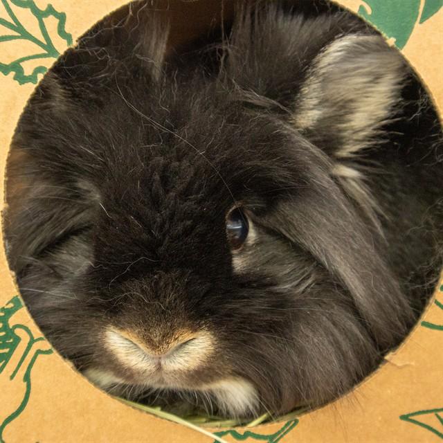 ESPRESSO, Adoptable, Young Female Lionhead.