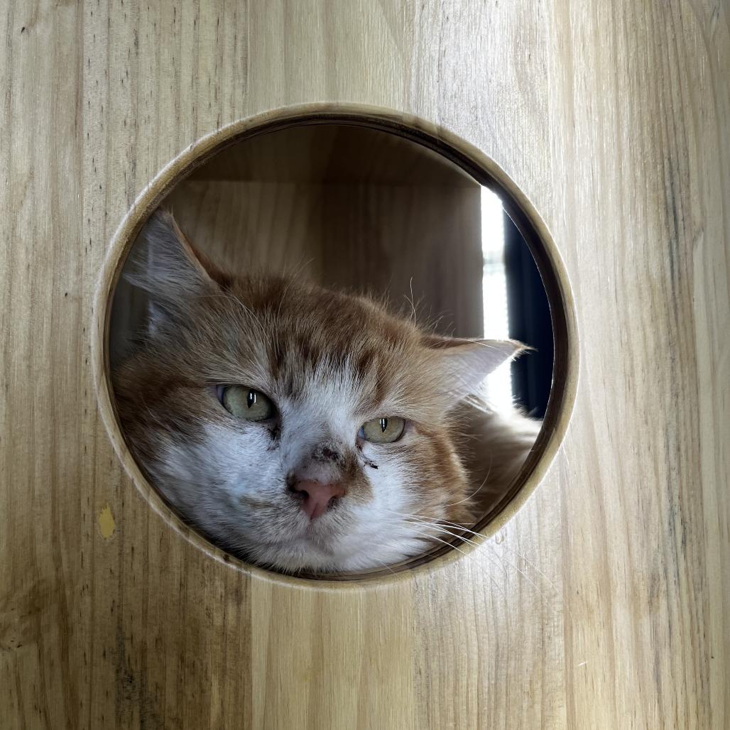 Jose, Adoptable, Adult Male Domestic Short Hair.