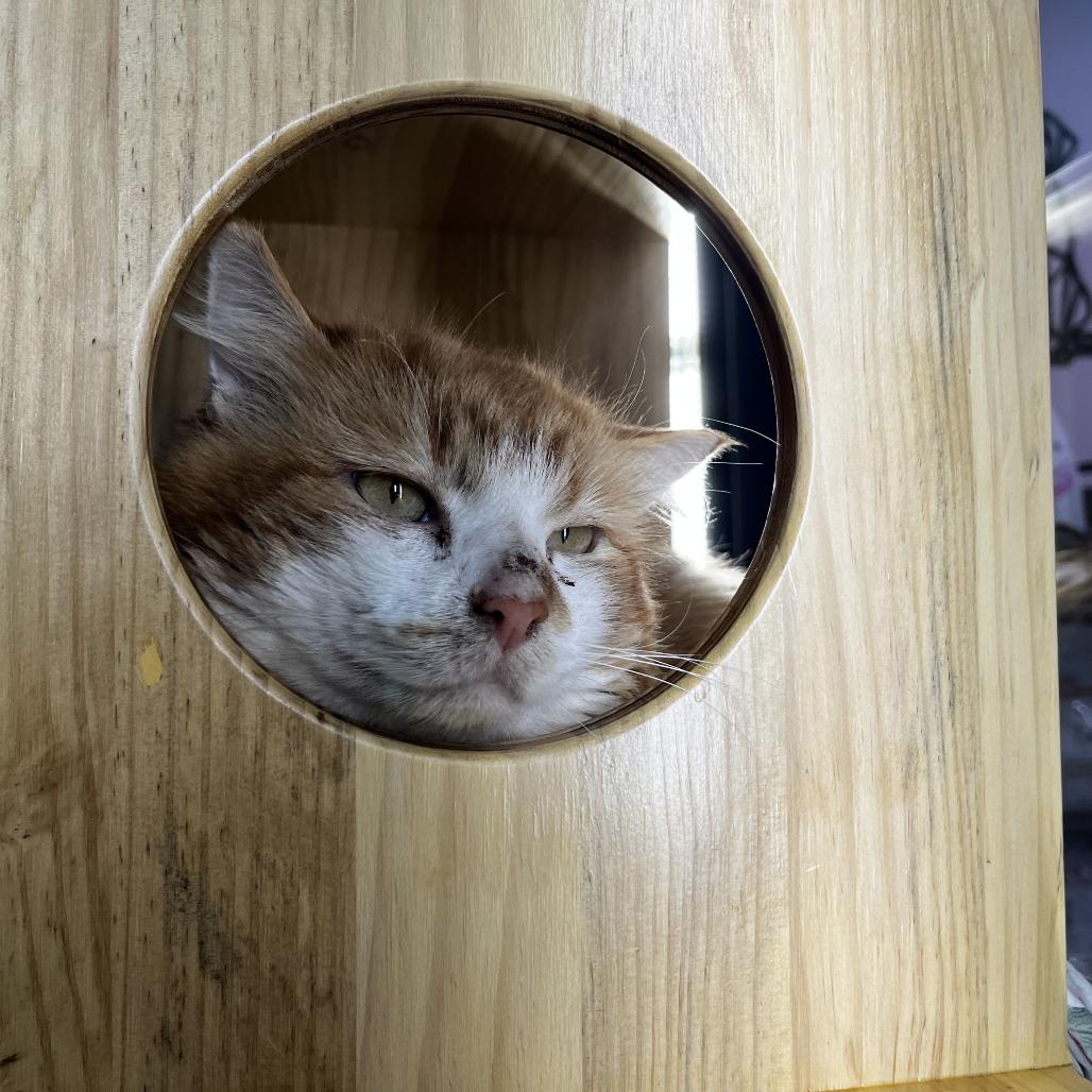 Enlarge Jose, a Adoptable Domestic Short Hair in Victoria, BC image 2/2