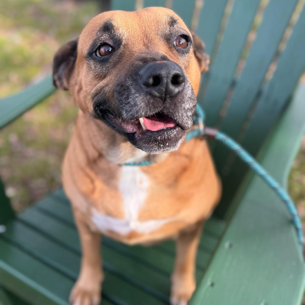 Mollie, Adoptable, Adult Female Black Mouth Cur & Black Mouth Cur.