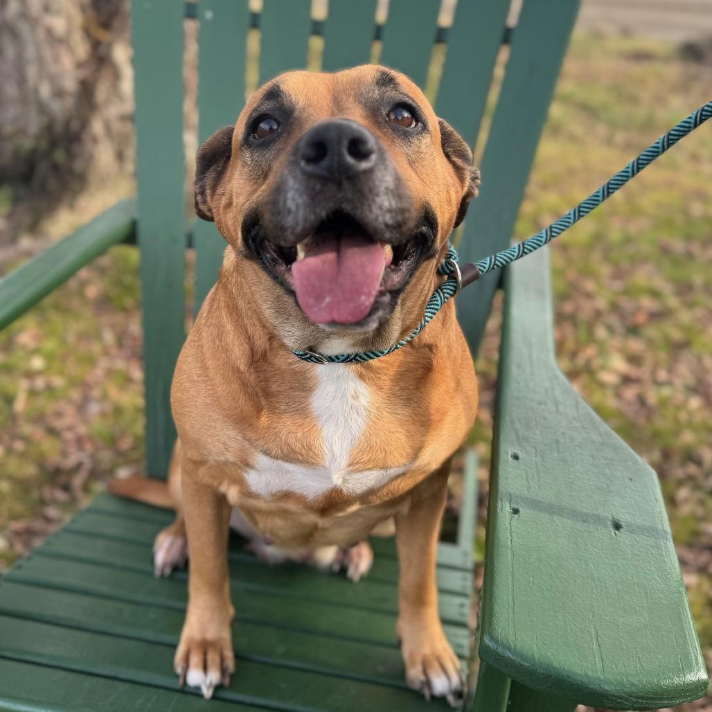 Enlarge Mollie, a Adoptable mixed breed in Windsor, VA image 2/2