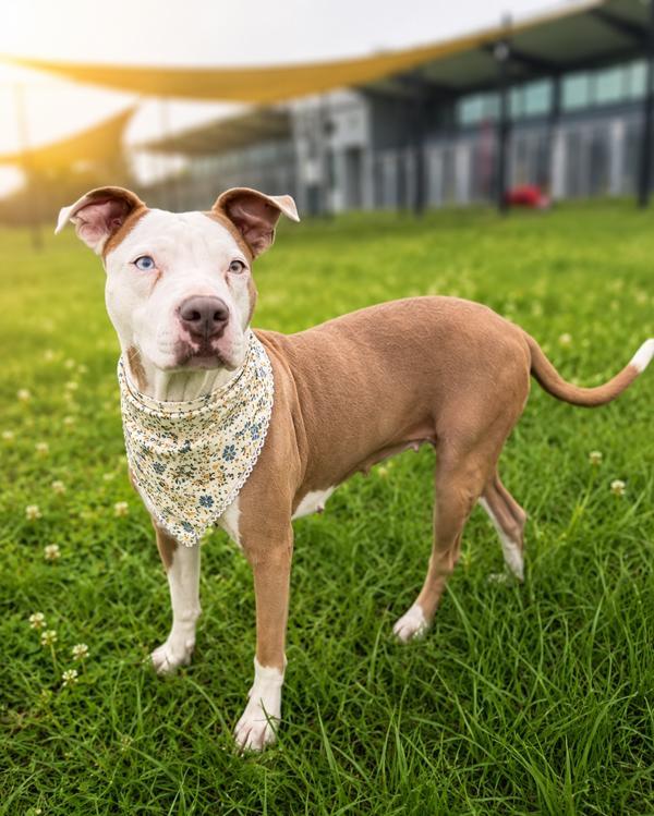 Zucchini, Adoptable, Adult Female Pit Bull Terrier.