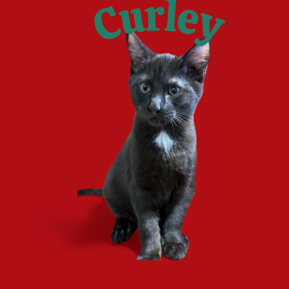 Curley (25), Adoptable, Kitten Male Domestic Short Hair.