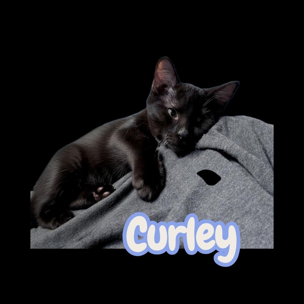 Enlarge Curley (25), a Adoptable mixed breed in Bellevue, NE image 2/5