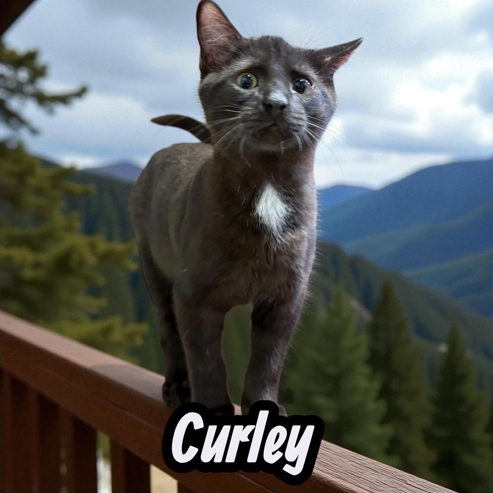 Enlarge Curley (25), a Adoptable mixed breed in Bellevue, NE image 3/5
