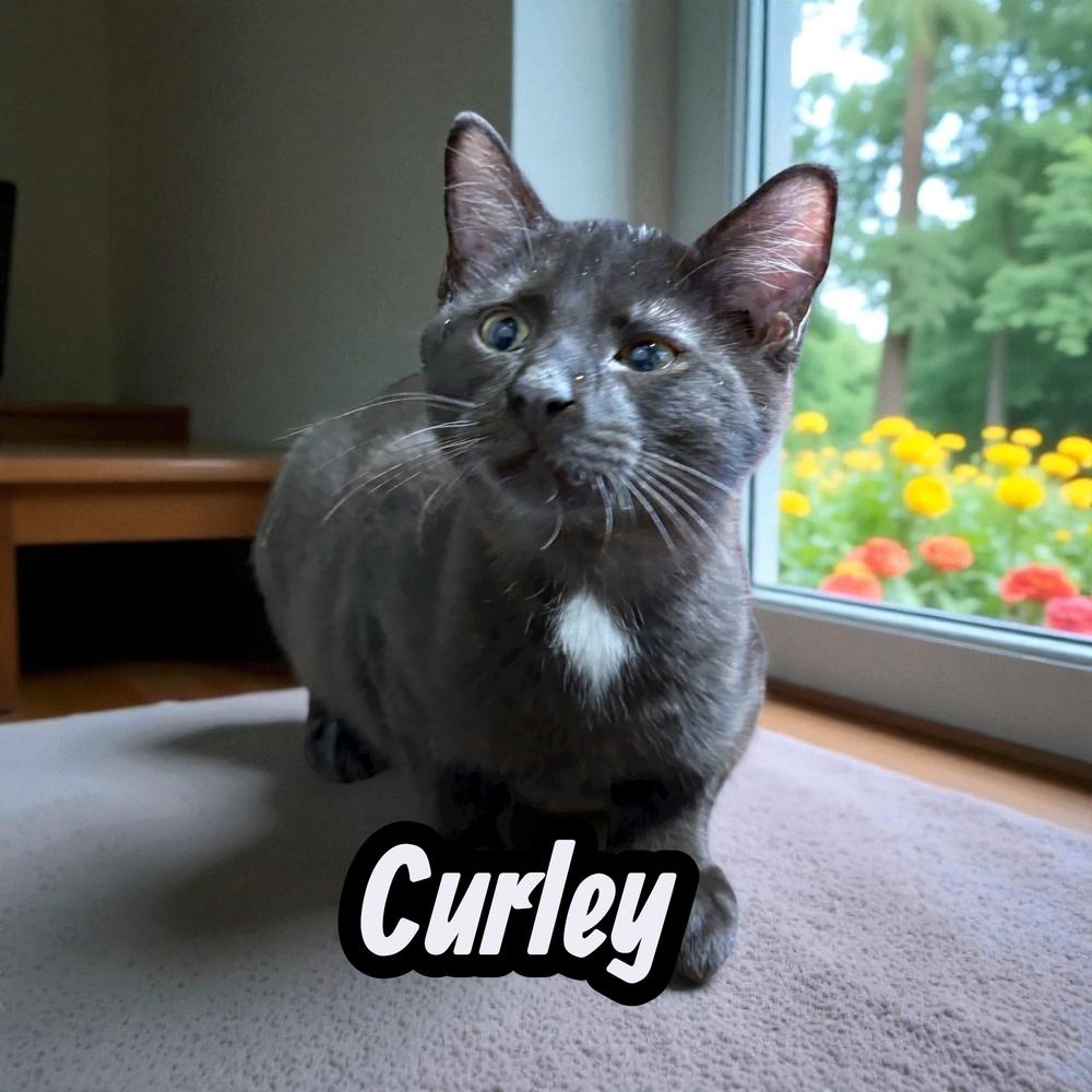 Enlarge Curley (25), a Adoptable mixed breed in Bellevue, NE image 4/5