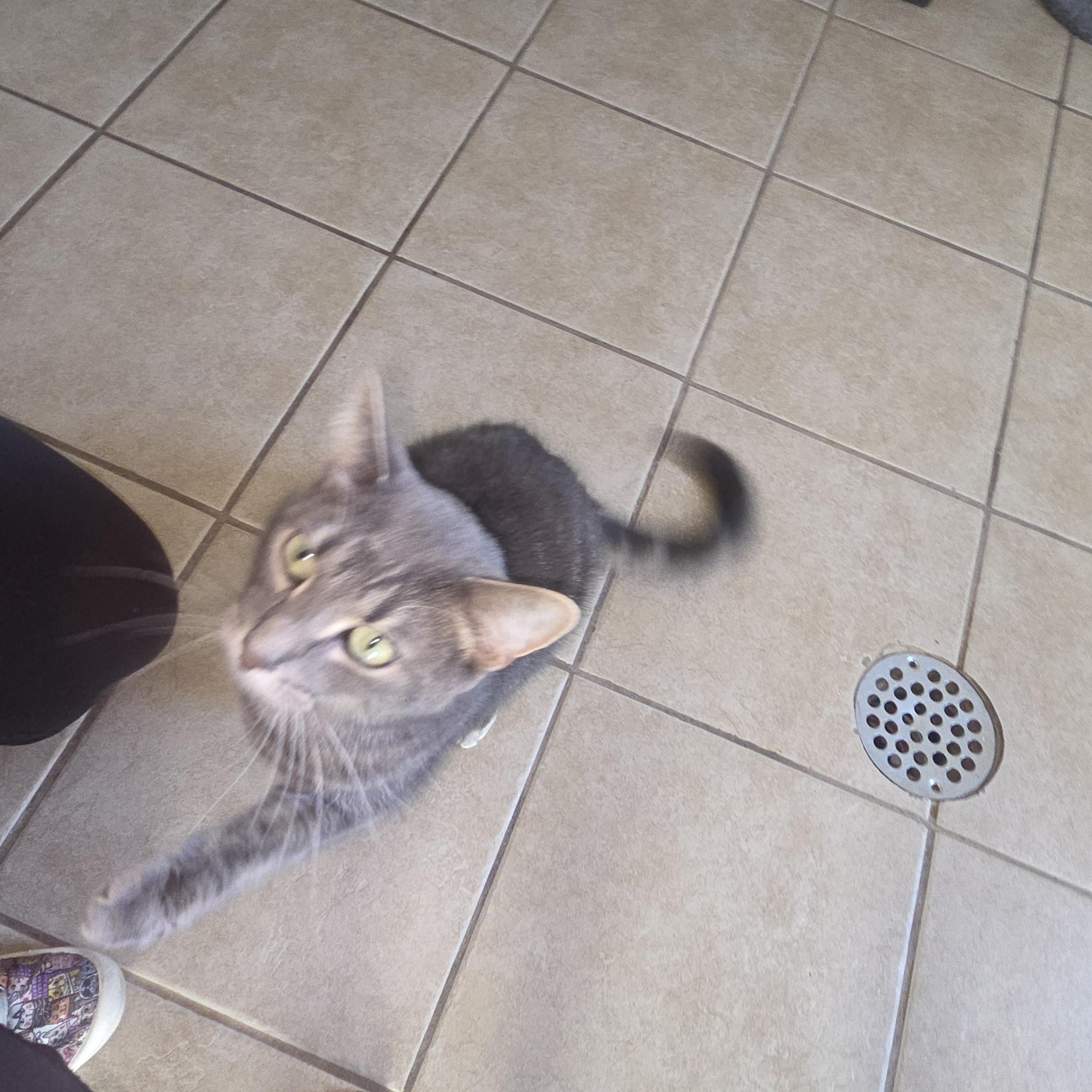 Elliott, Adoptable, Adult Male Domestic Short Hair.