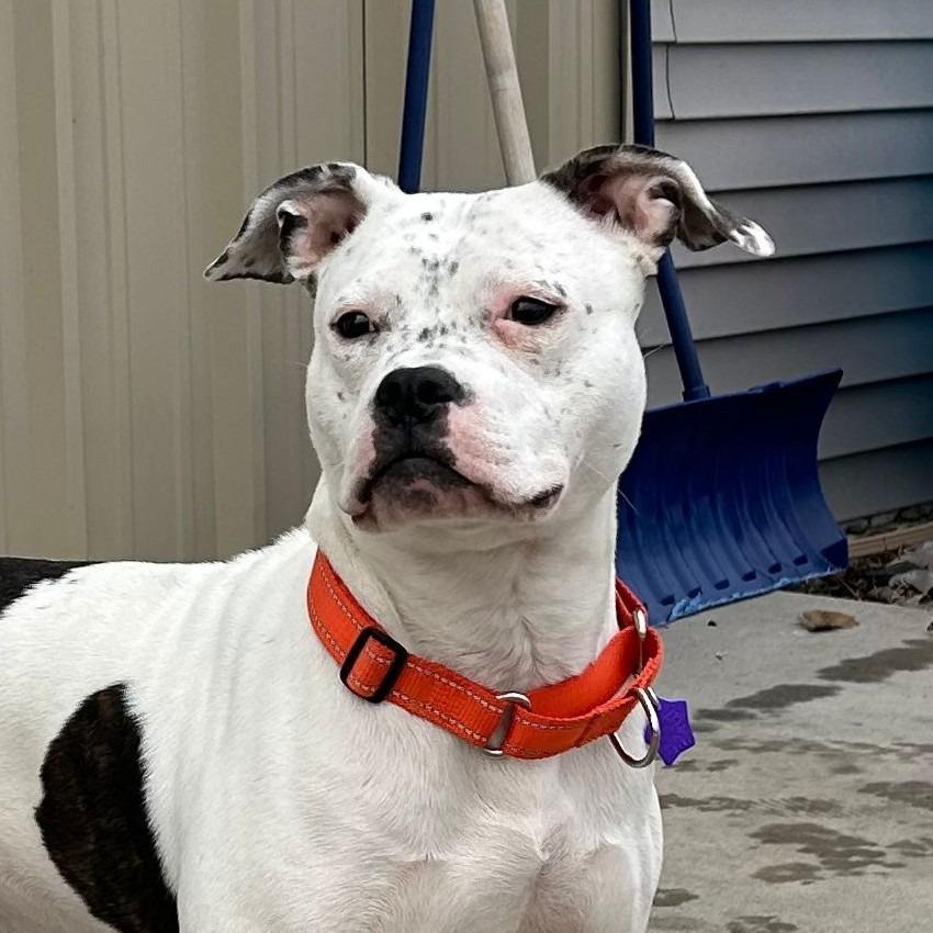 Tootsie, Adoptable, Young Female Pit Bull Terrier.