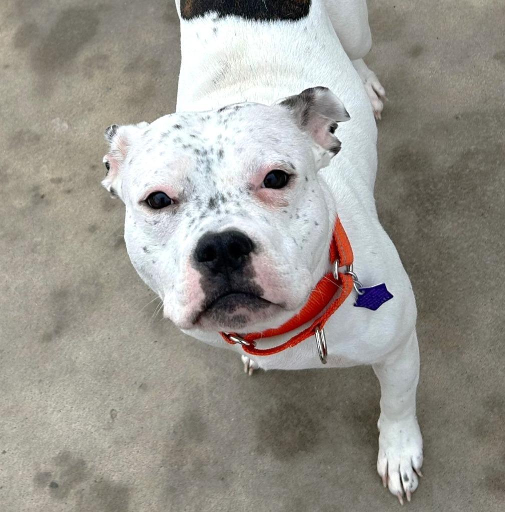 Enlarge Tootsie, a Adoptable Pit Bull Terrier in Spooner, WI image 2/2