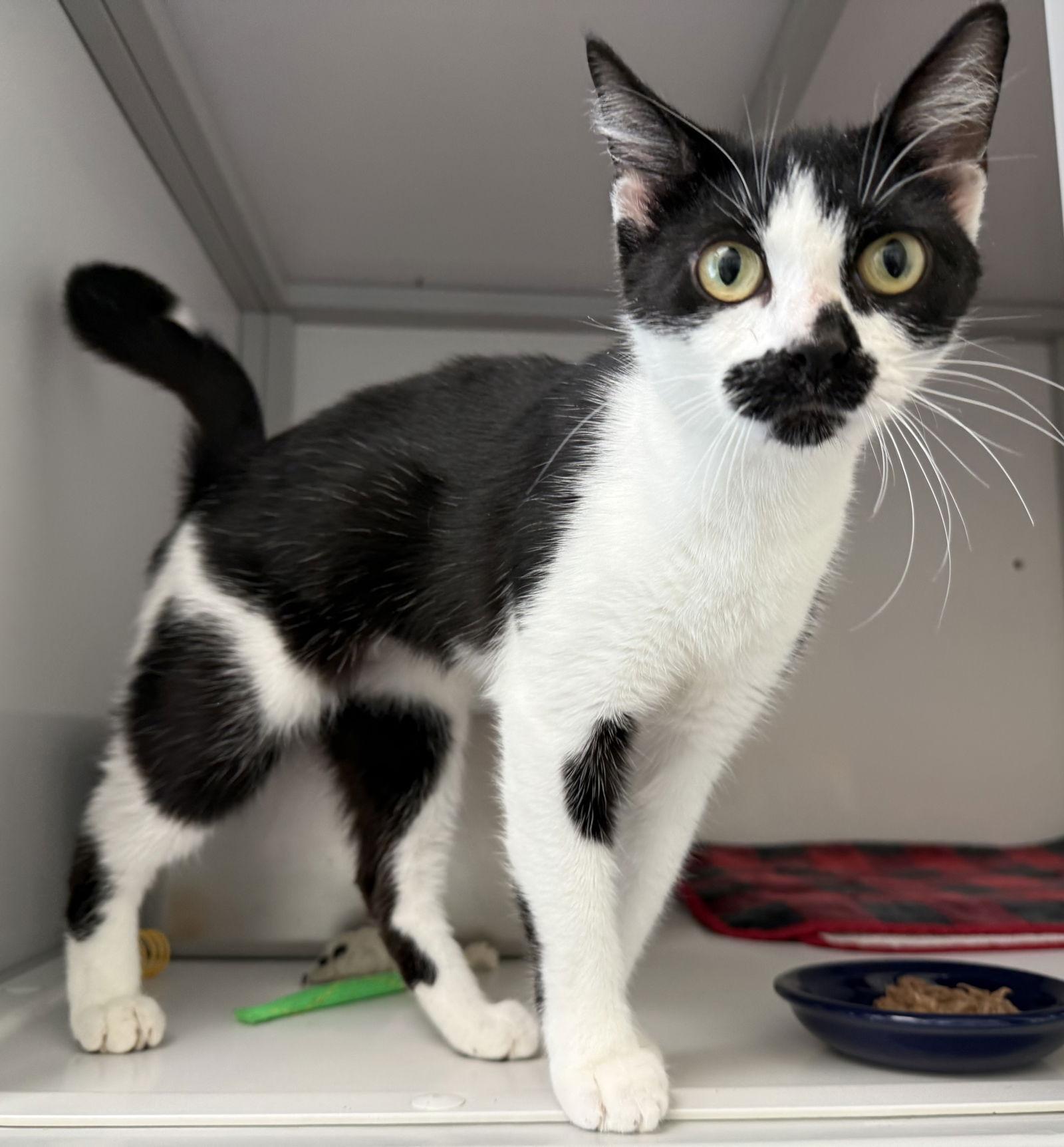 Katie, Adoptable, Young Female Domestic Short Hair.