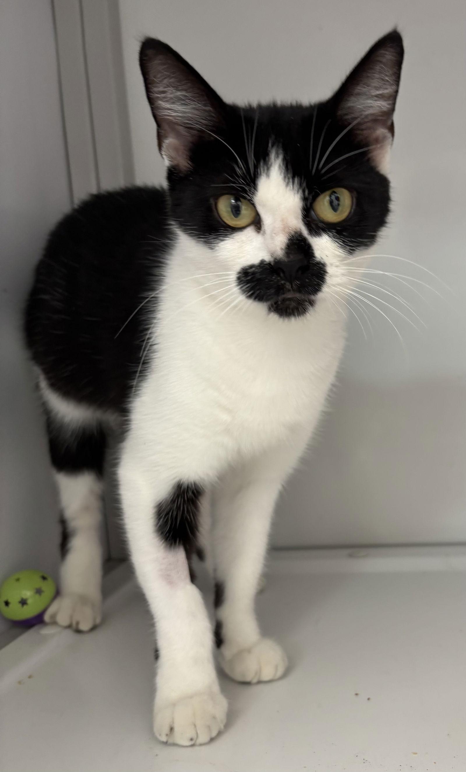 Enlarge Katie, a Adoptable Domestic Short Hair in Alexandria, VA image 2/3