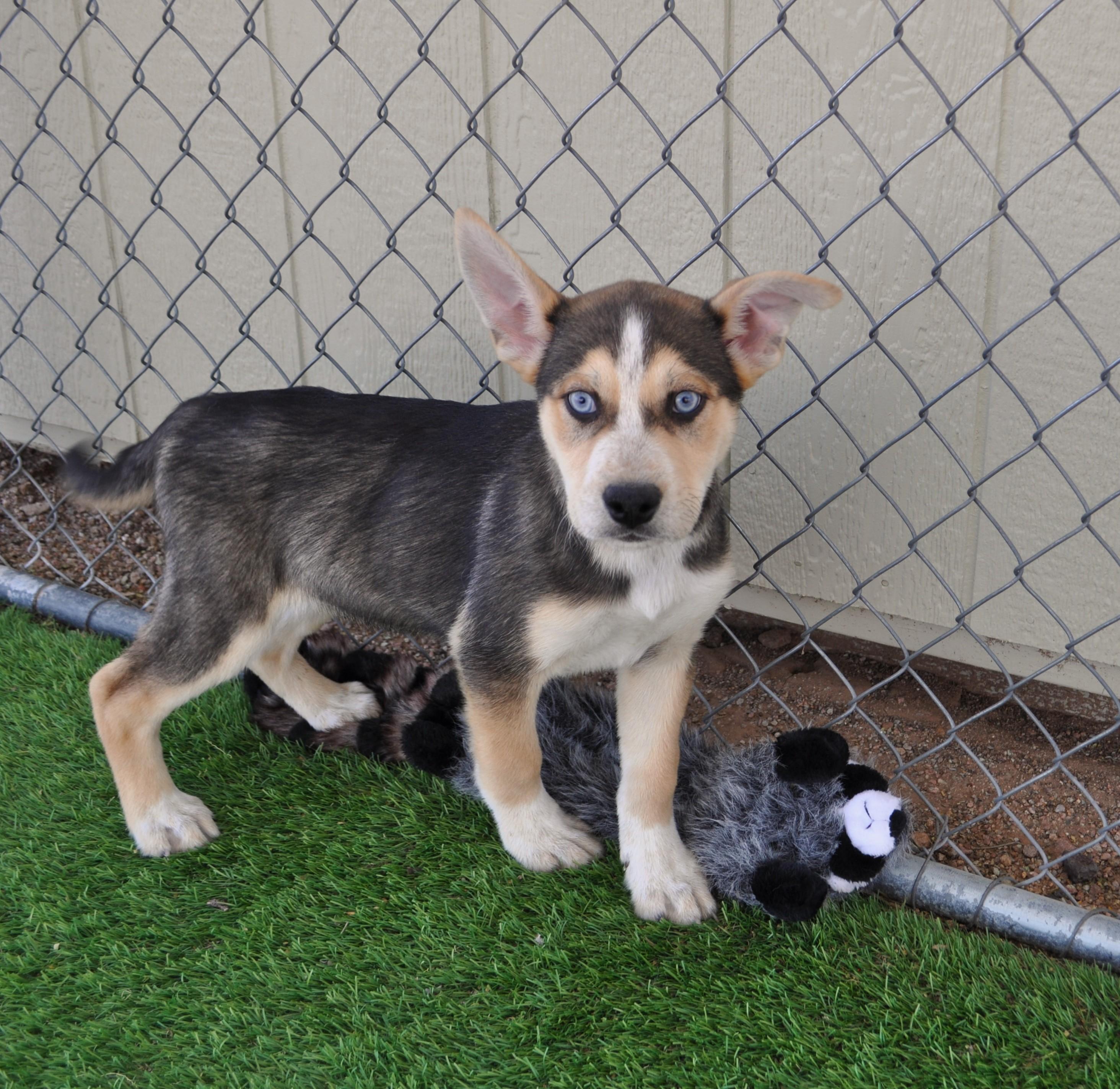 Enlarge Mather, a ADOPTABLE mixed breed in Apache Junction, AZ image 3/4