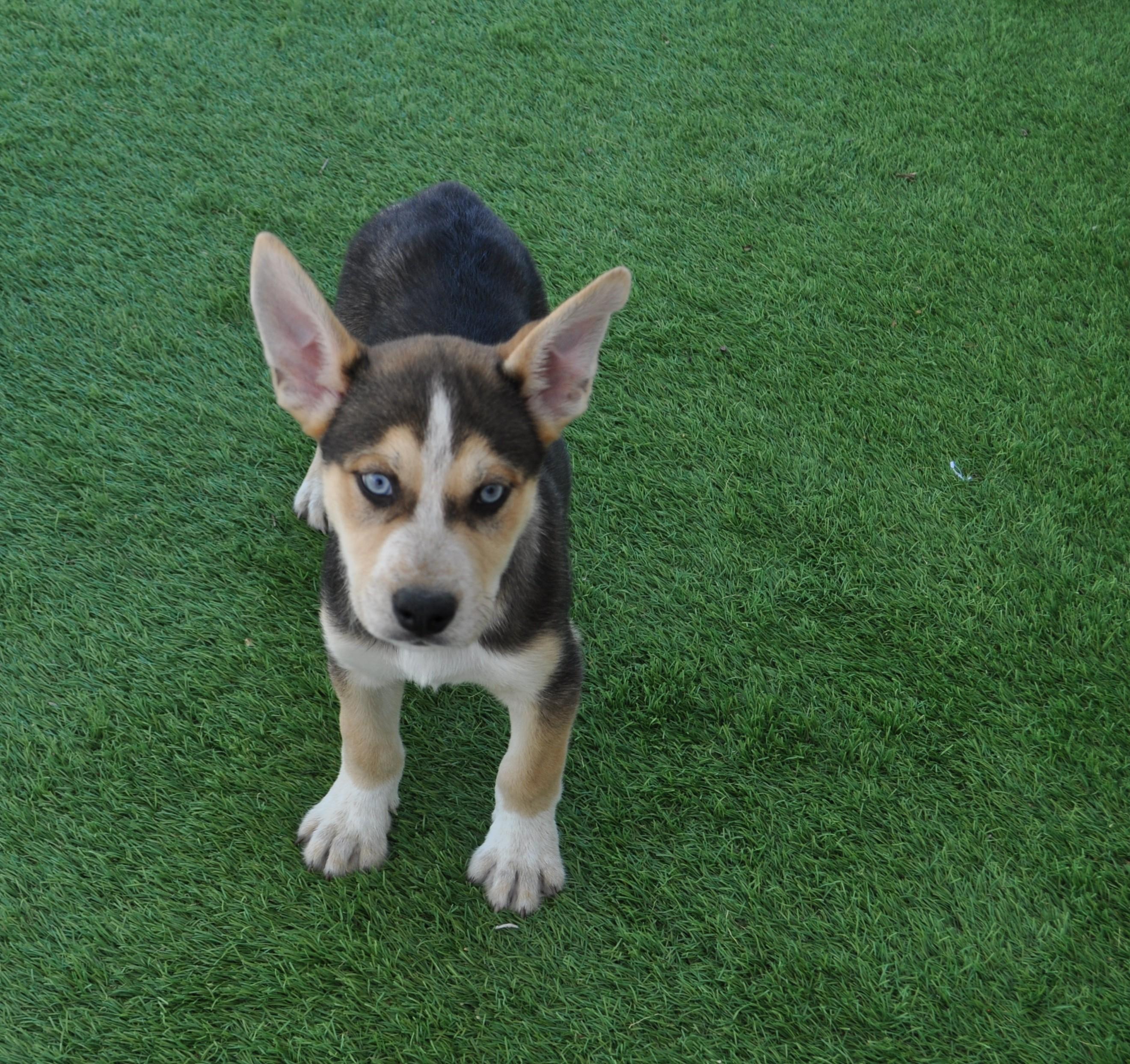 Enlarge Mather, a ADOPTABLE mixed breed in Apache Junction, AZ image 4/4