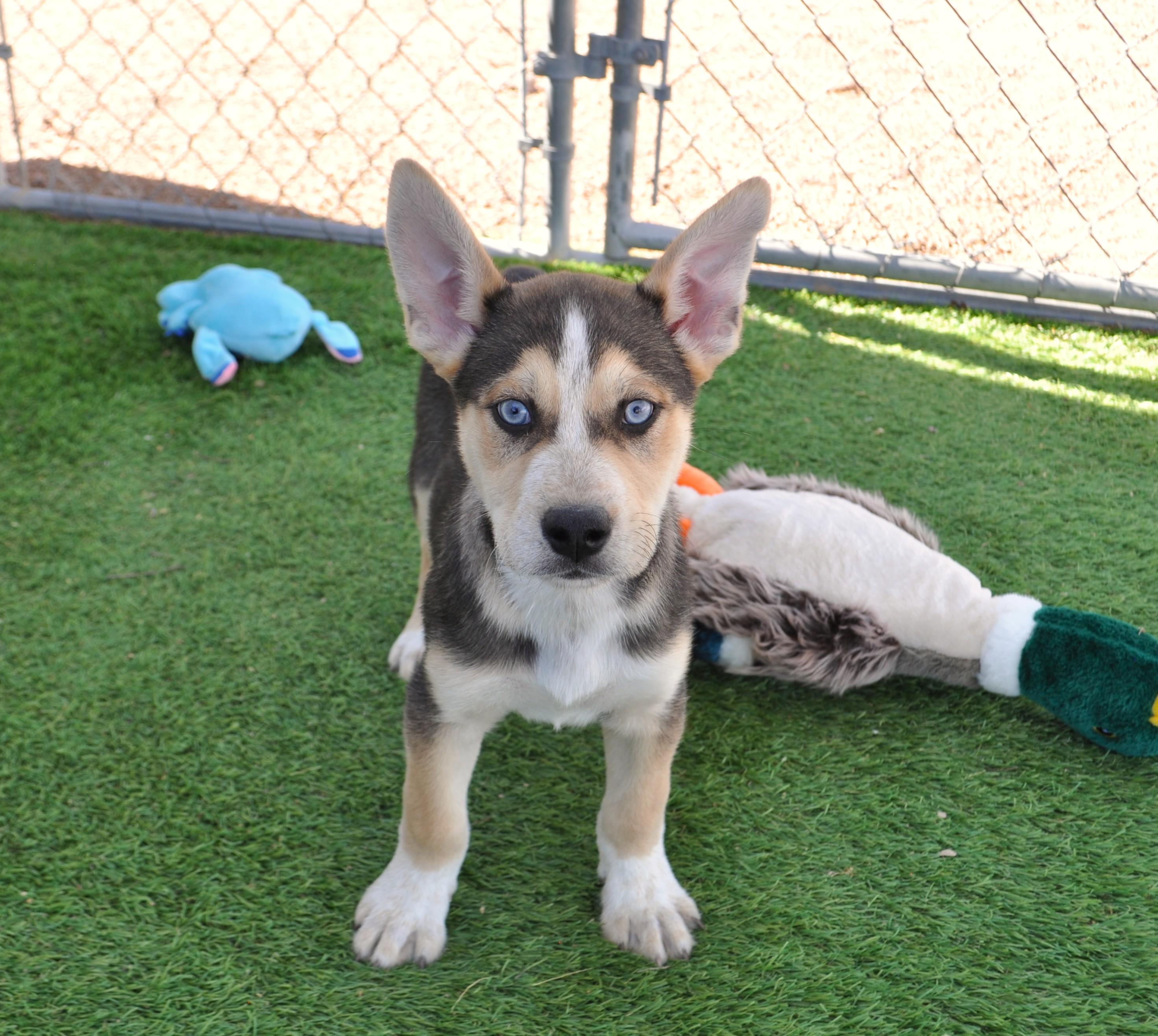 Enlarge Mather, a ADOPTABLE mixed breed in Apache Junction, AZ image 2/4