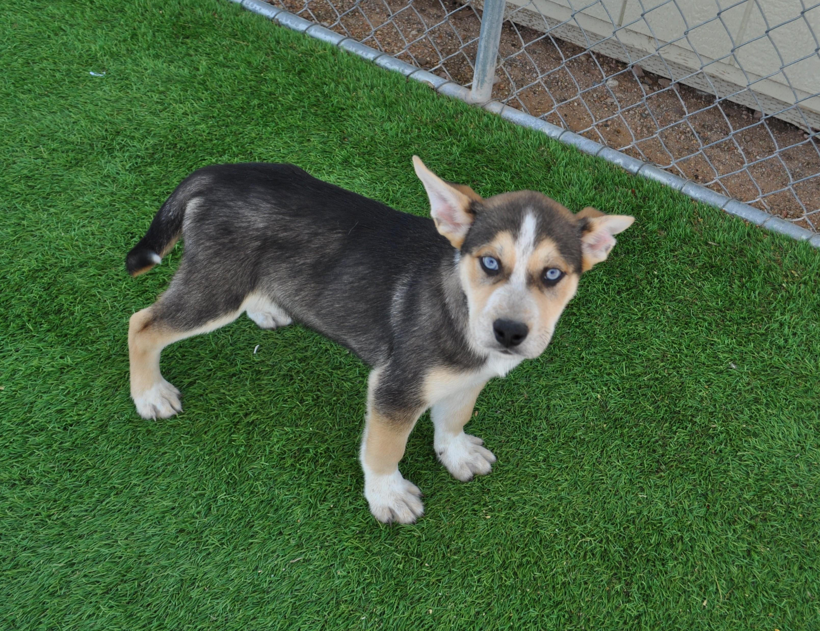 Enlarge Mather, a ADOPTABLE mixed breed in Apache Junction, AZ image 1/4