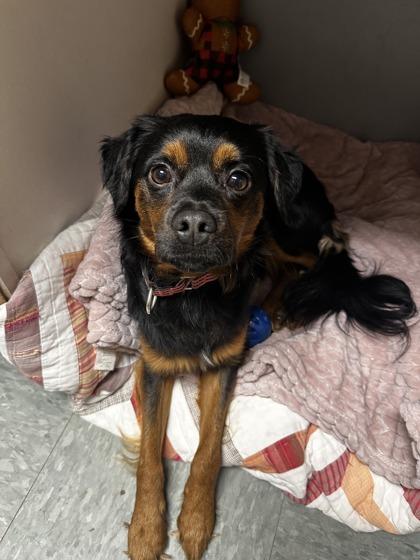 Enlarge Grimm, a Adoptable mixed breed in Shawano, WI image 1/2