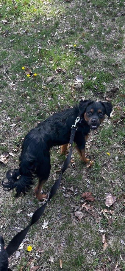 Enlarge Grimm, a Adoptable mixed breed in Shawano, WI image 2/2