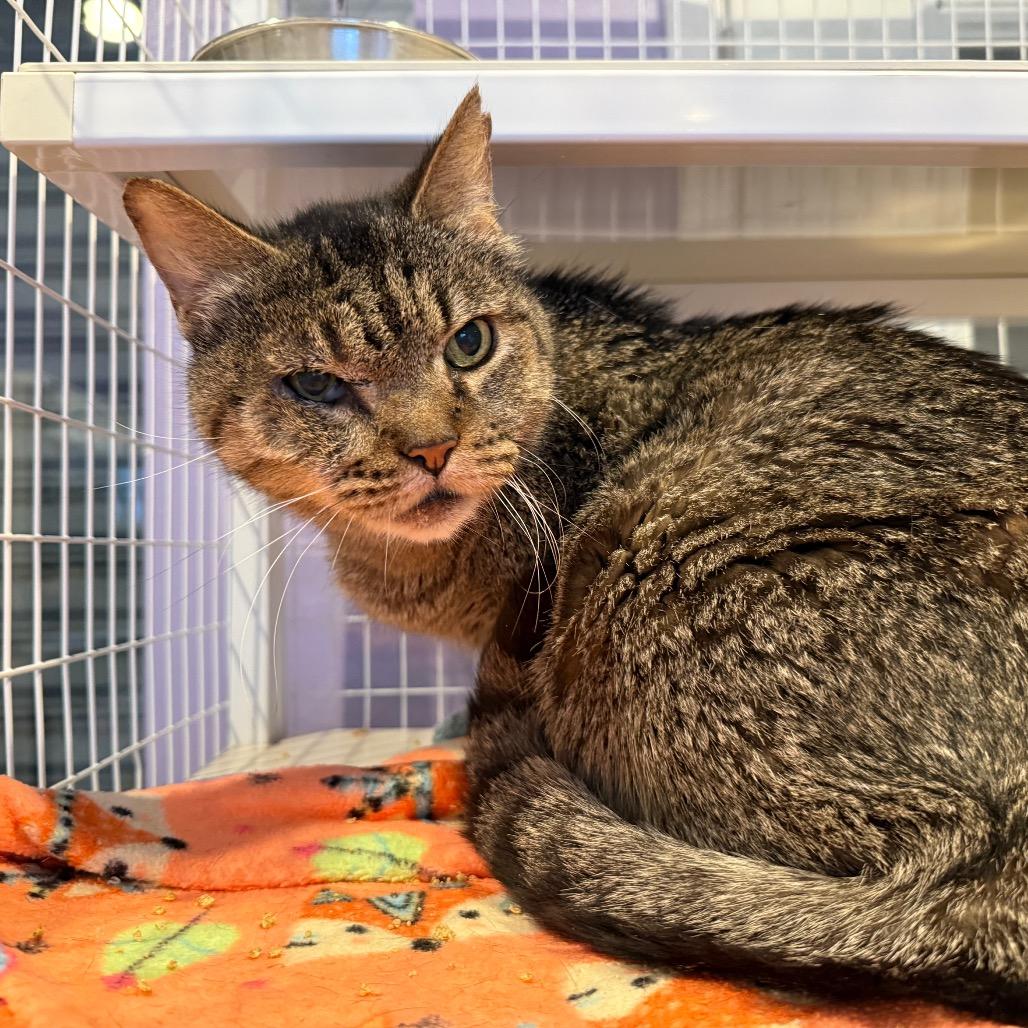 Enlarge Scar, a Adoptable Domestic Short Hair in Los Angeles, CA image 1/6