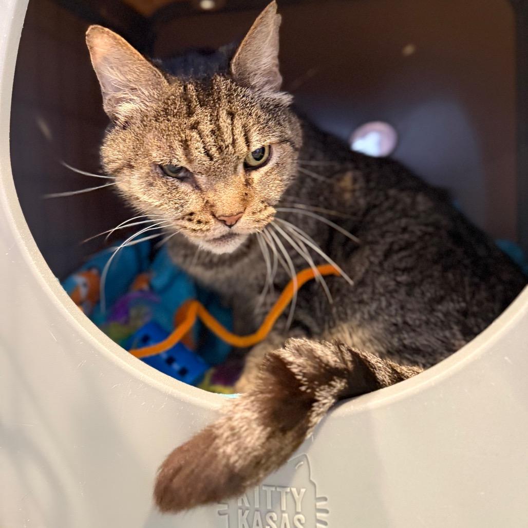 Enlarge Scar, a Adoptable Domestic Short Hair in Los Angeles, CA image 2/6