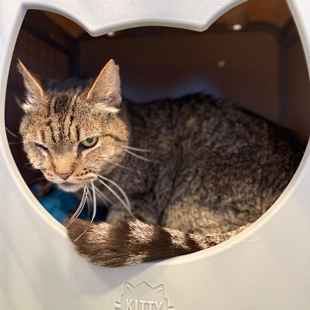 Enlarge Scar, a Adoptable Domestic Short Hair in Los Angeles, CA image 3/6