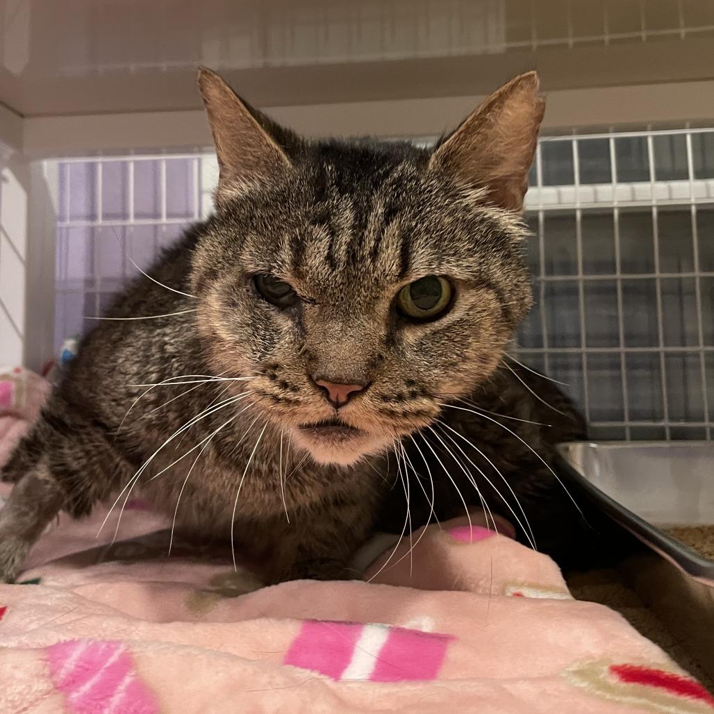 Enlarge Scar, a Adoptable Domestic Short Hair in Los Angeles, CA image 4/6