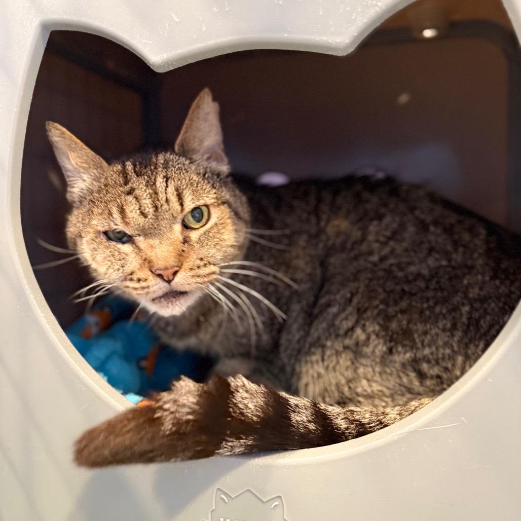 Enlarge Scar, a Adoptable Domestic Short Hair in Los Angeles, CA image 5/6