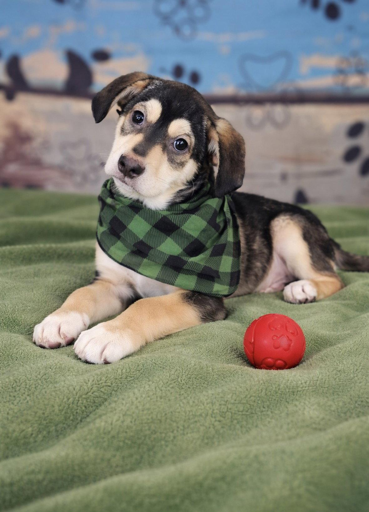 Ian, Adoptable, Puppy Male Golden Retriever & Labrador Retriever.