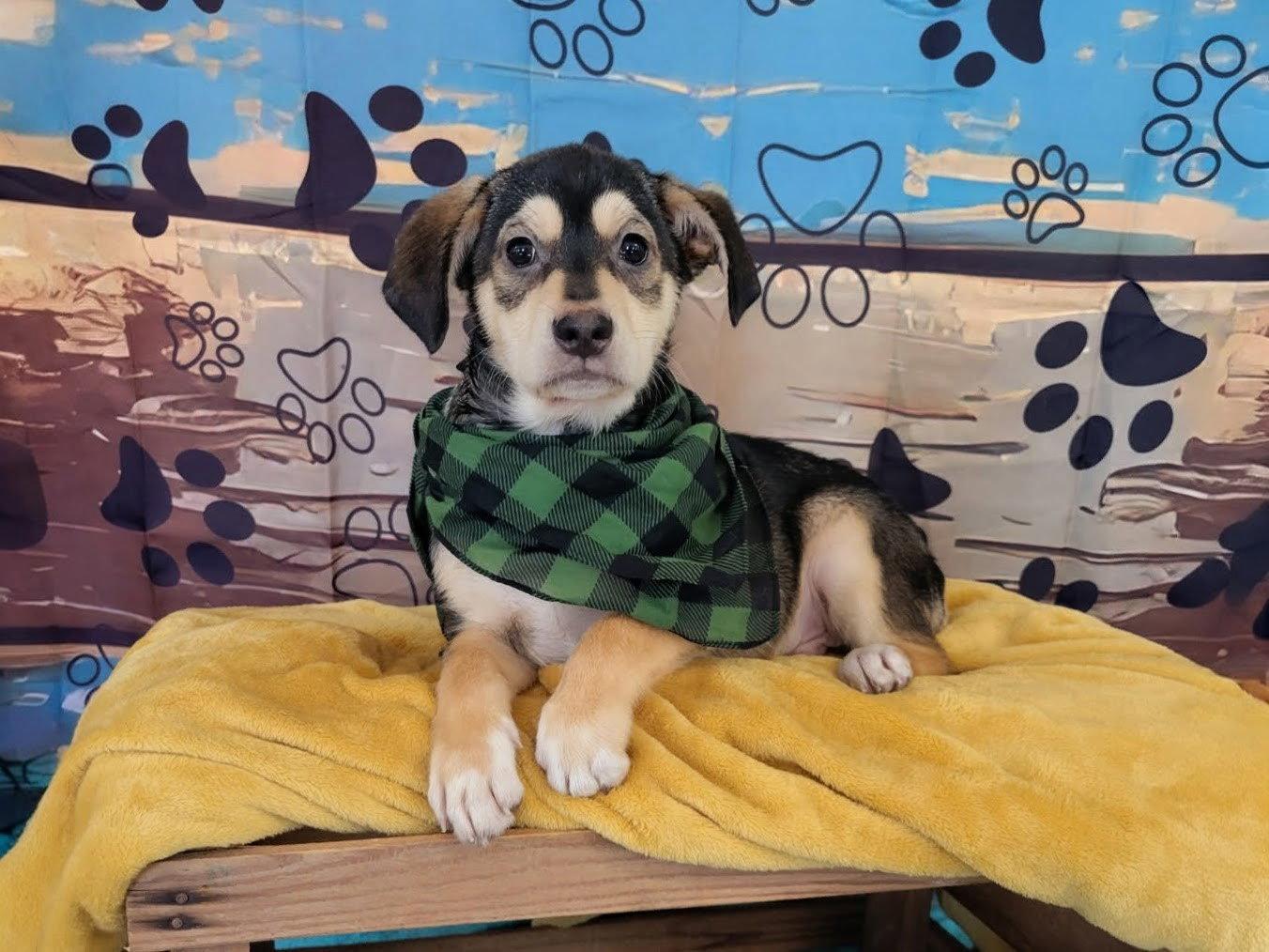 Ian, a Adoptable mixed breed in Mount Laurel, NJ image 2/3