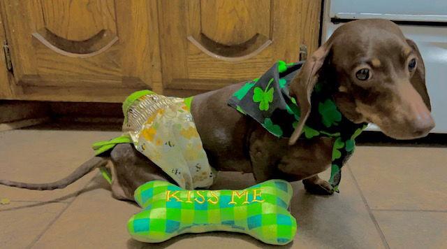 Reecie, a Adoptable Dachshund in Austin, TX image 1/6