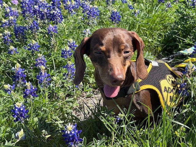 Reecie, a Adoptable Dachshund in Austin, TX image 2/6