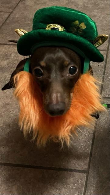 Reecie, a Adoptable Dachshund in Austin, TX image 3/6