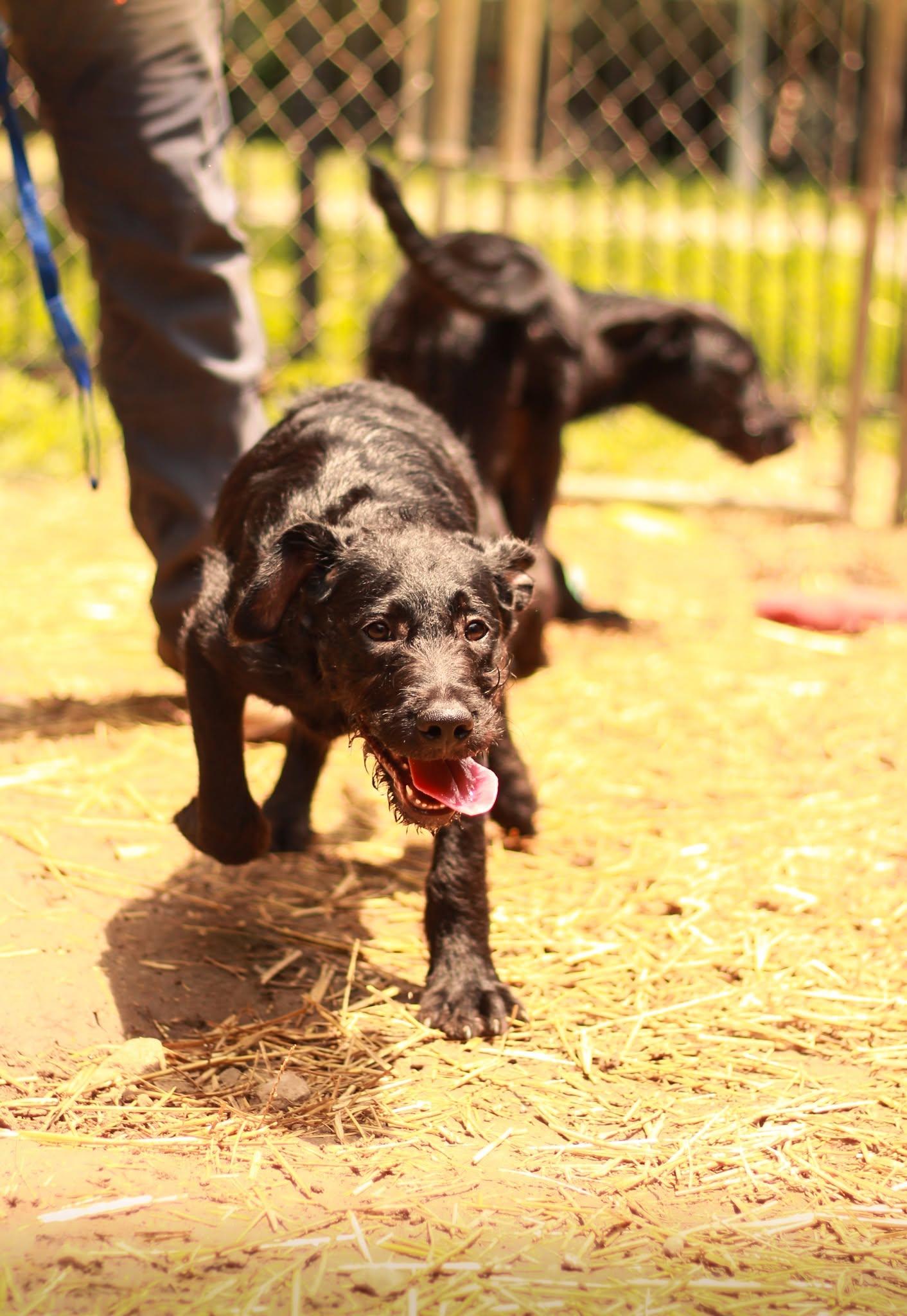 Tucker, an adoptable Labradoodle in Spencer, IN, 47460 | Photo Image 2