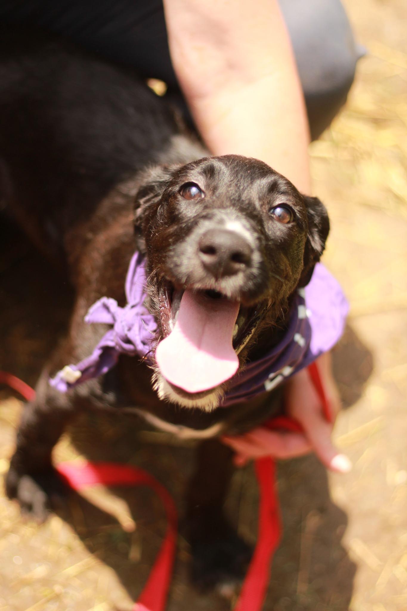 Tucker, an adoptable Labradoodle in Spencer, IN, 47460 | Photo Image 1
