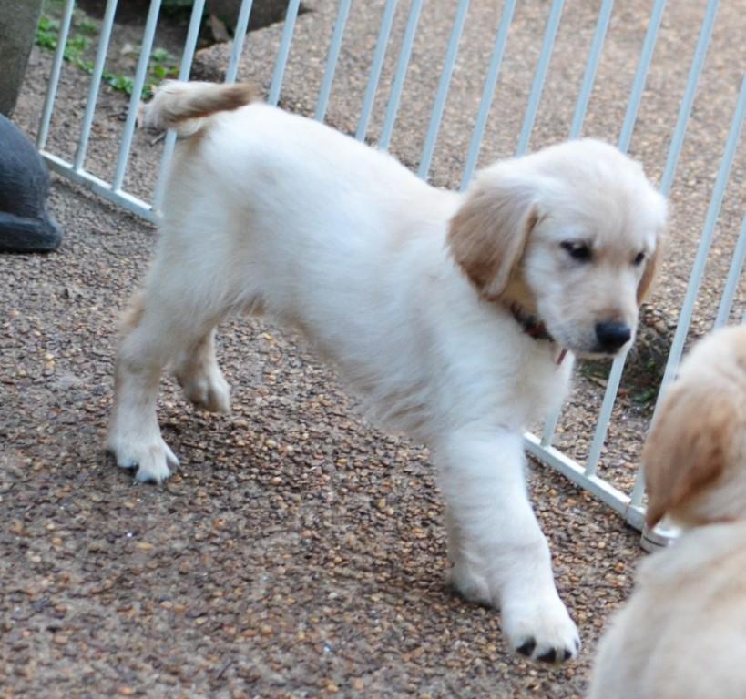 Enlarge Toby, an adopted Golden Retriever in White Plains, NY image 3/5