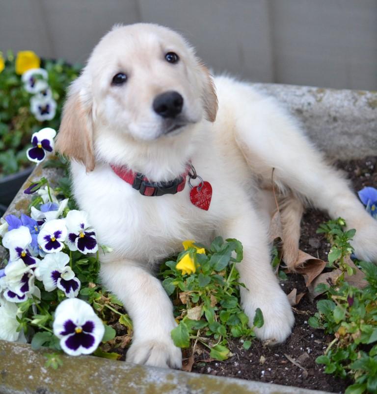 Toby, adopted, Puppy Male Golden Retriever.