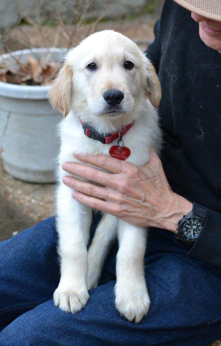 Enlarge Toby, an adopted Golden Retriever in White Plains, NY image 4/5