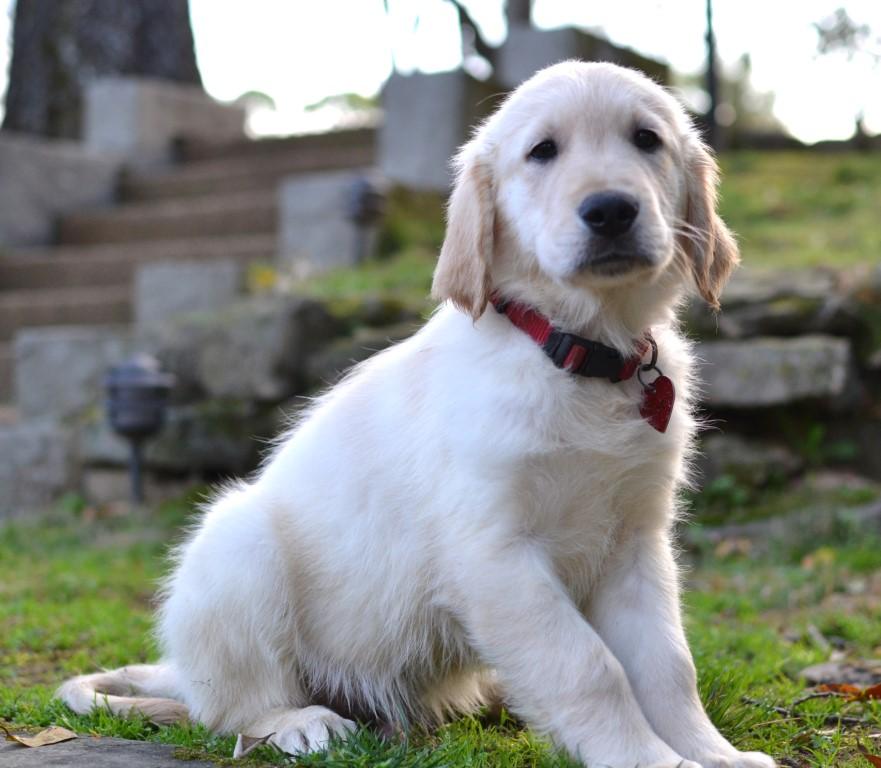 Enlarge Toby, an adopted Golden Retriever in White Plains, NY image 2/5