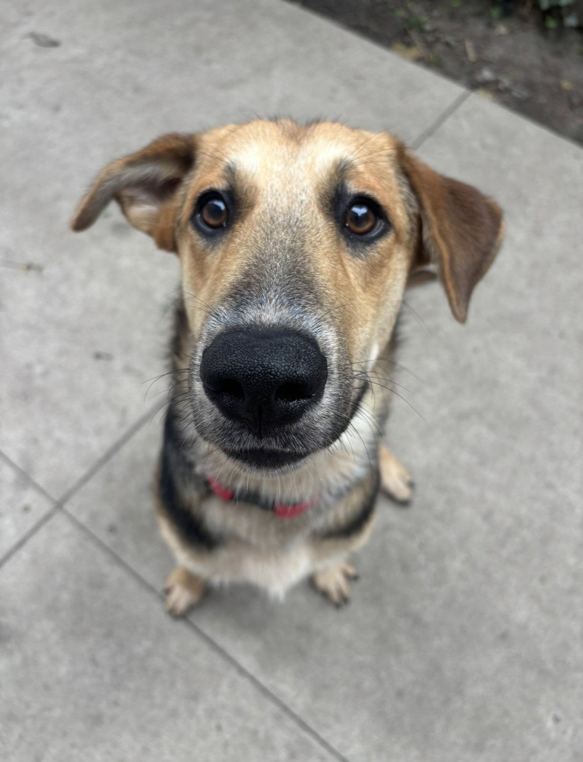 Summer, a Adopted German Shepherd Dog in Tonawanda, NY image 1/3