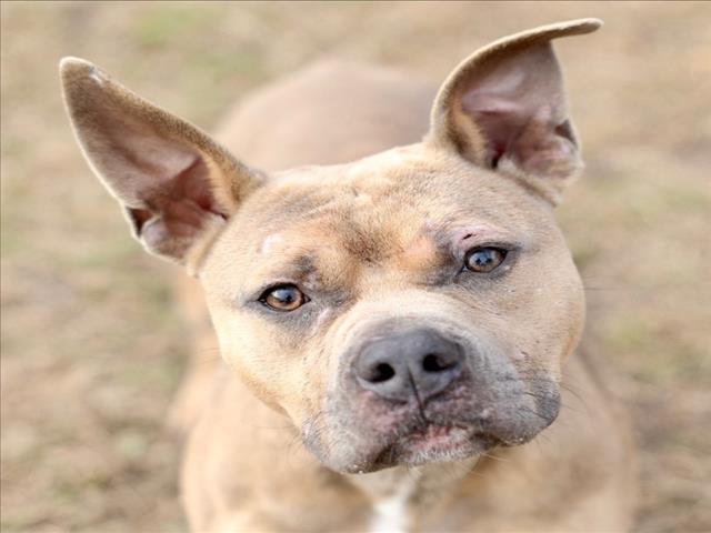 Enlarge A511812, a Adoptable mixed breed in Wilmington, NC image 1/1