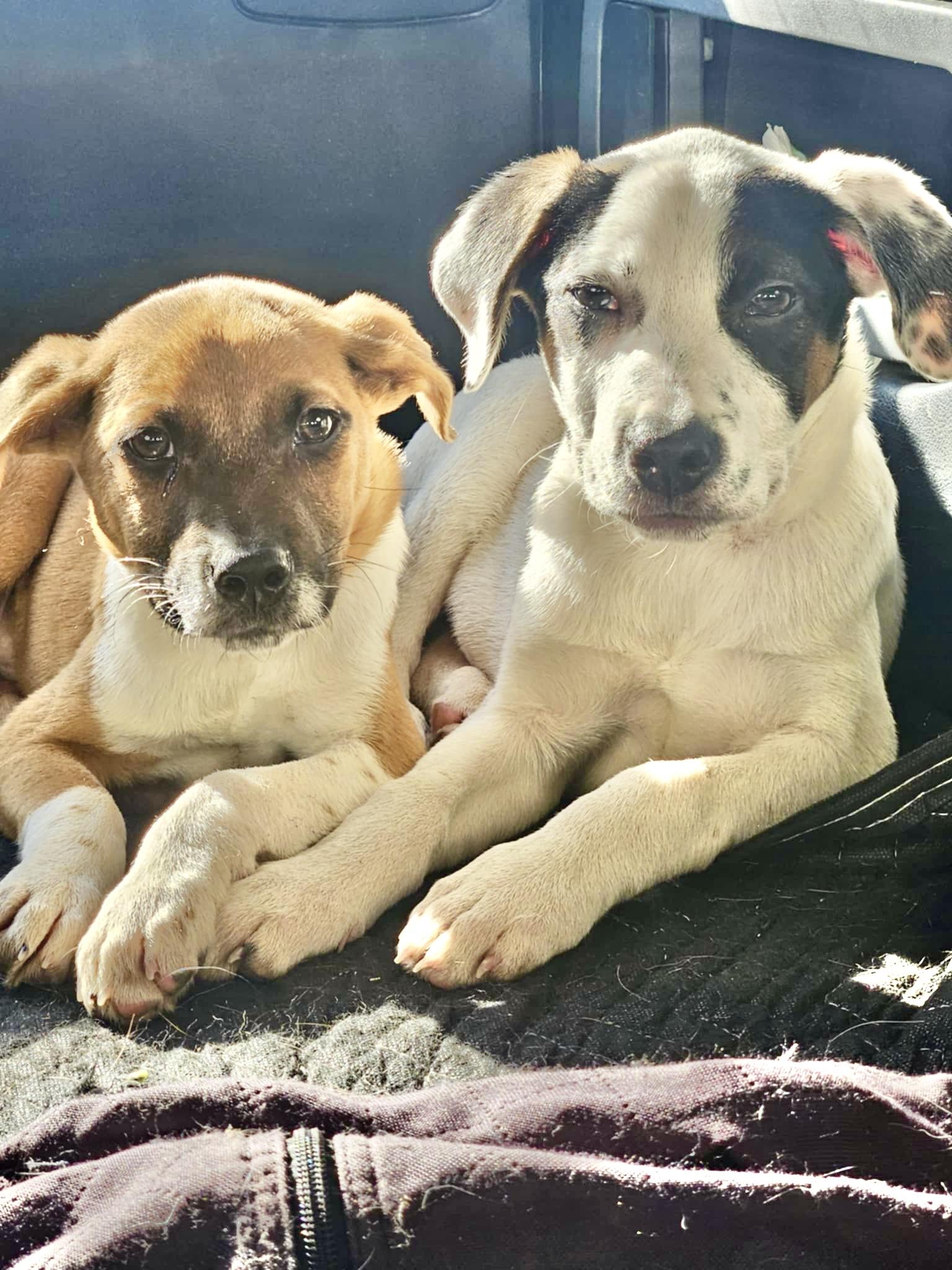 Enlarge Persy, a Adoptable mixed breed in Kent, WA image 6/6