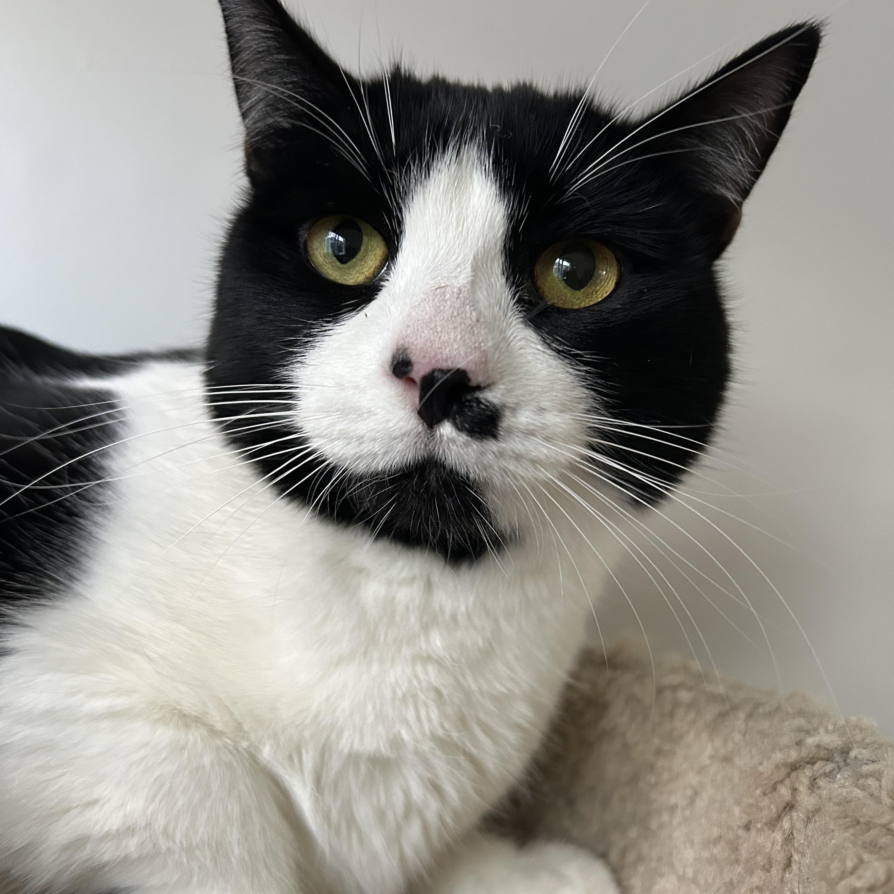 Enlarge Bessie, a Adoptable Tuxedo in Sacramento, CA image 8/8