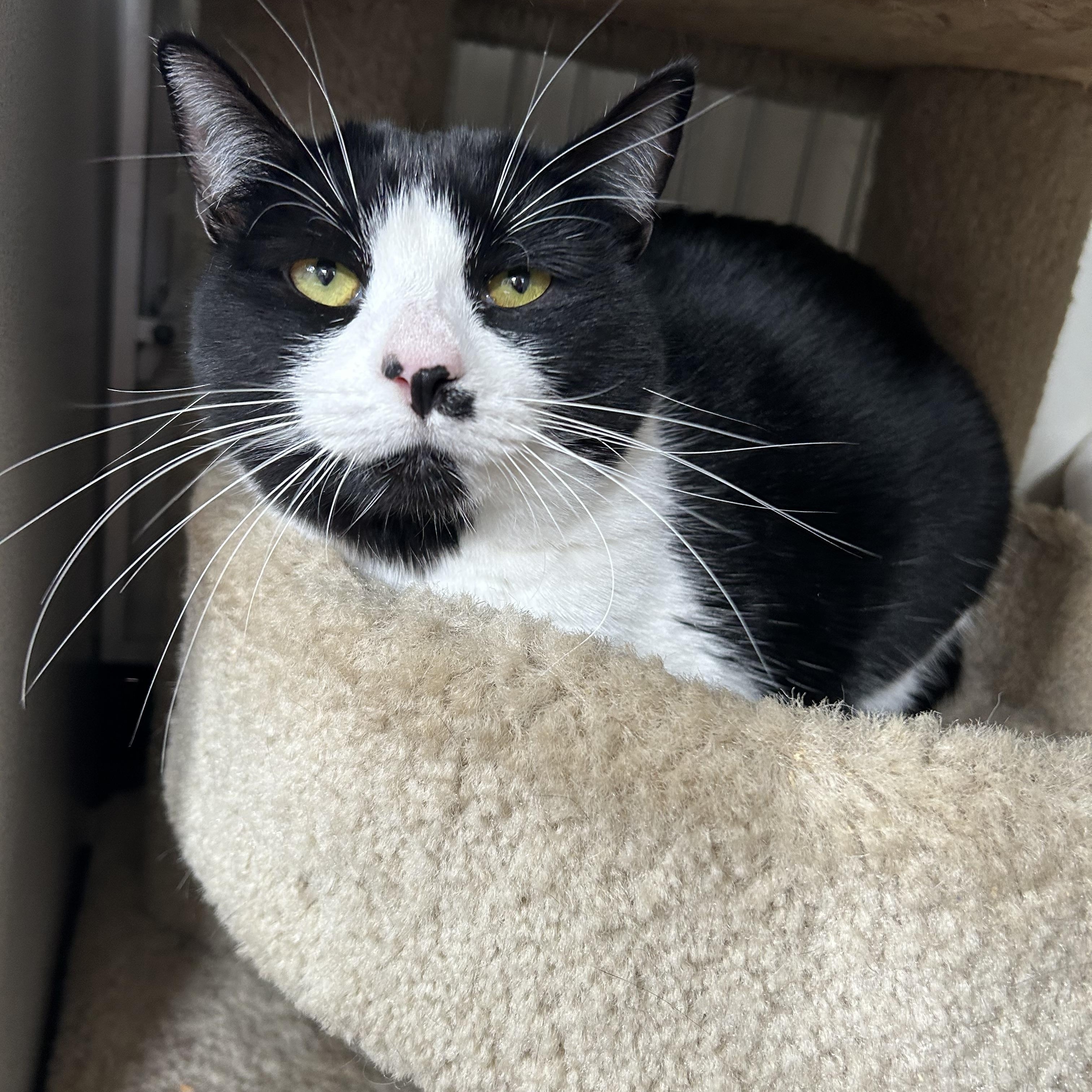 Bessie, a Adoptable Tuxedo in Sacramento, CA image 4/8