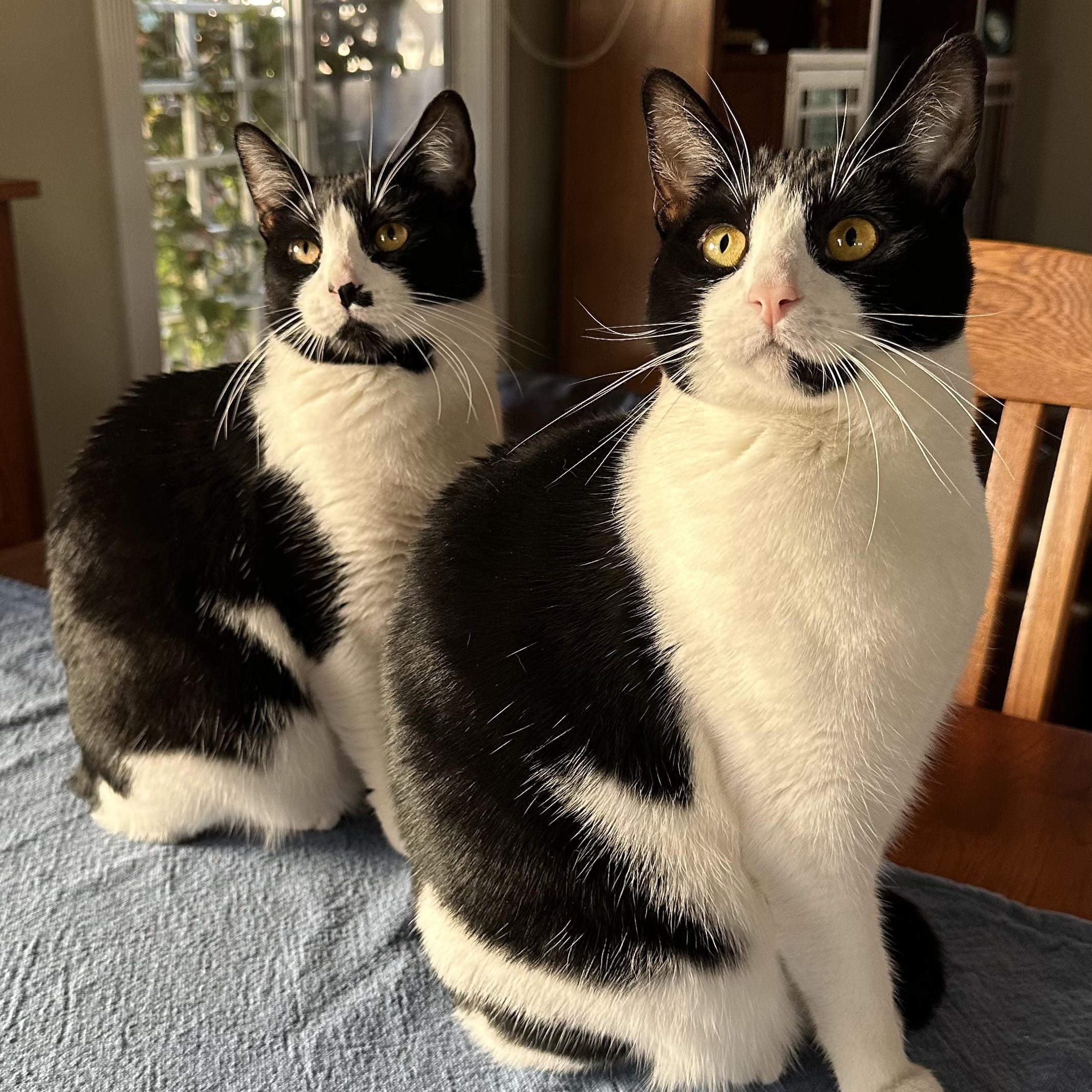 Enlarge Bessie, a Adoptable Tuxedo in Sacramento, CA image 7/8