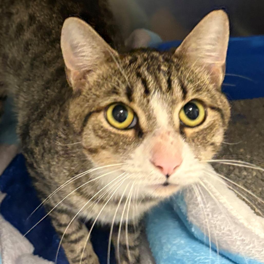 Oliver, Adoptable, Adult Male Domestic Short Hair.