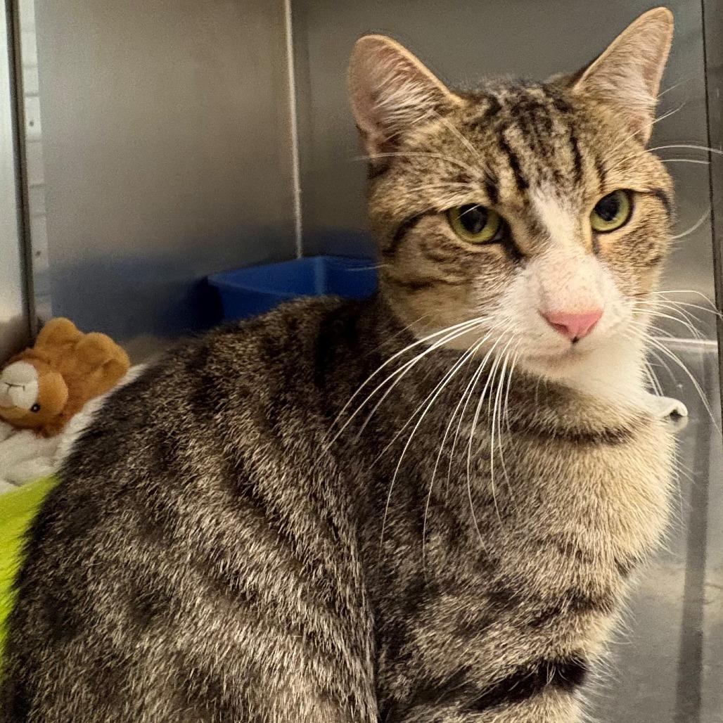 Enlarge Oliver, a Adoptable Domestic Short Hair in East Hanover, NJ image 2/2