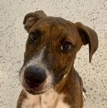 Archer, Adoptable, Young Male Black Mouth Cur.