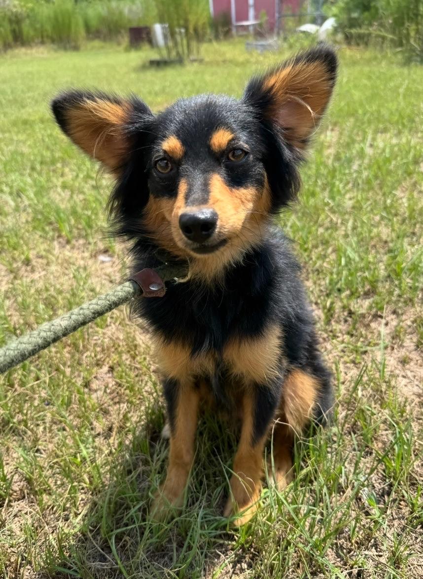 Jack, Adopted, Puppy Male Australian Shepherd & Chiweenie.