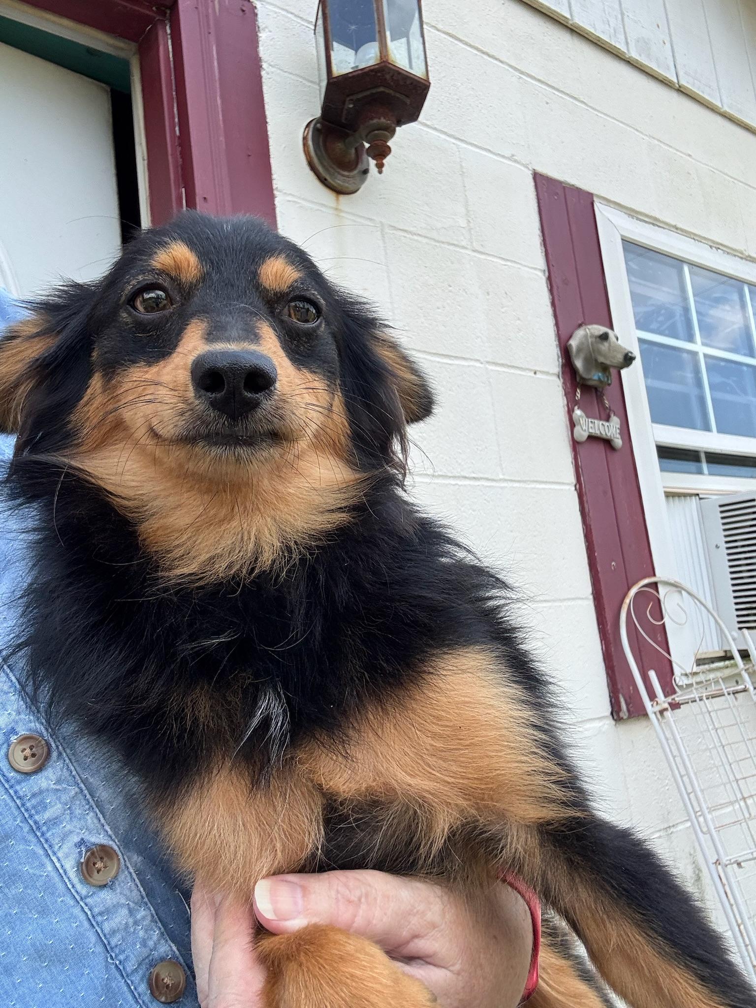 Enlarge Jack, a Adopted mixed breed in Sagaponack, NY image 2/6