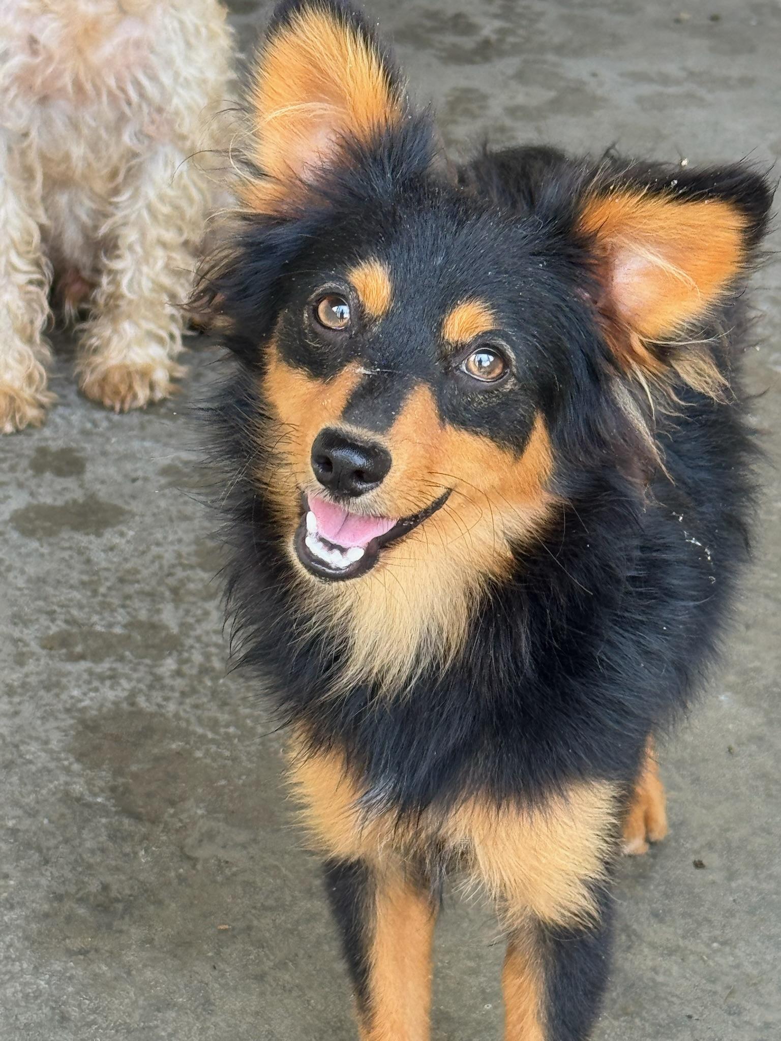 Enlarge Jack, a Adopted mixed breed in Sagaponack, NY image 3/6